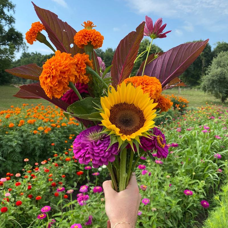 A hand-tied bouquet of sunflowers, zinnias, marigolds and cosmos from the farm