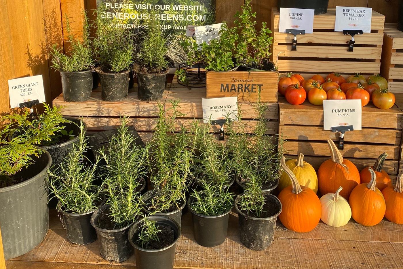 Inside the stand: potted rosemary and mint, beefsteak tomatoes and pumpkins with price cards